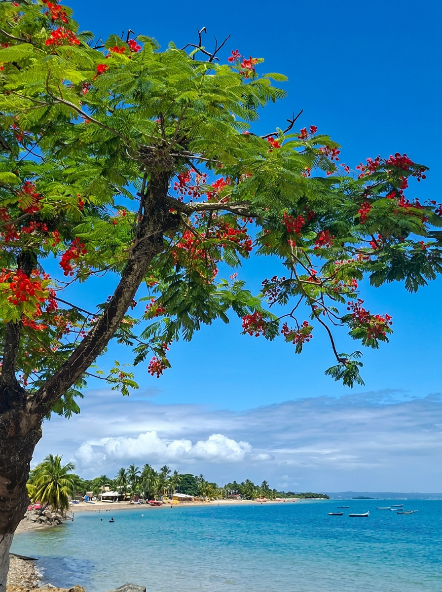 Flamboyant florido sobre a praia de Ponta de Areia